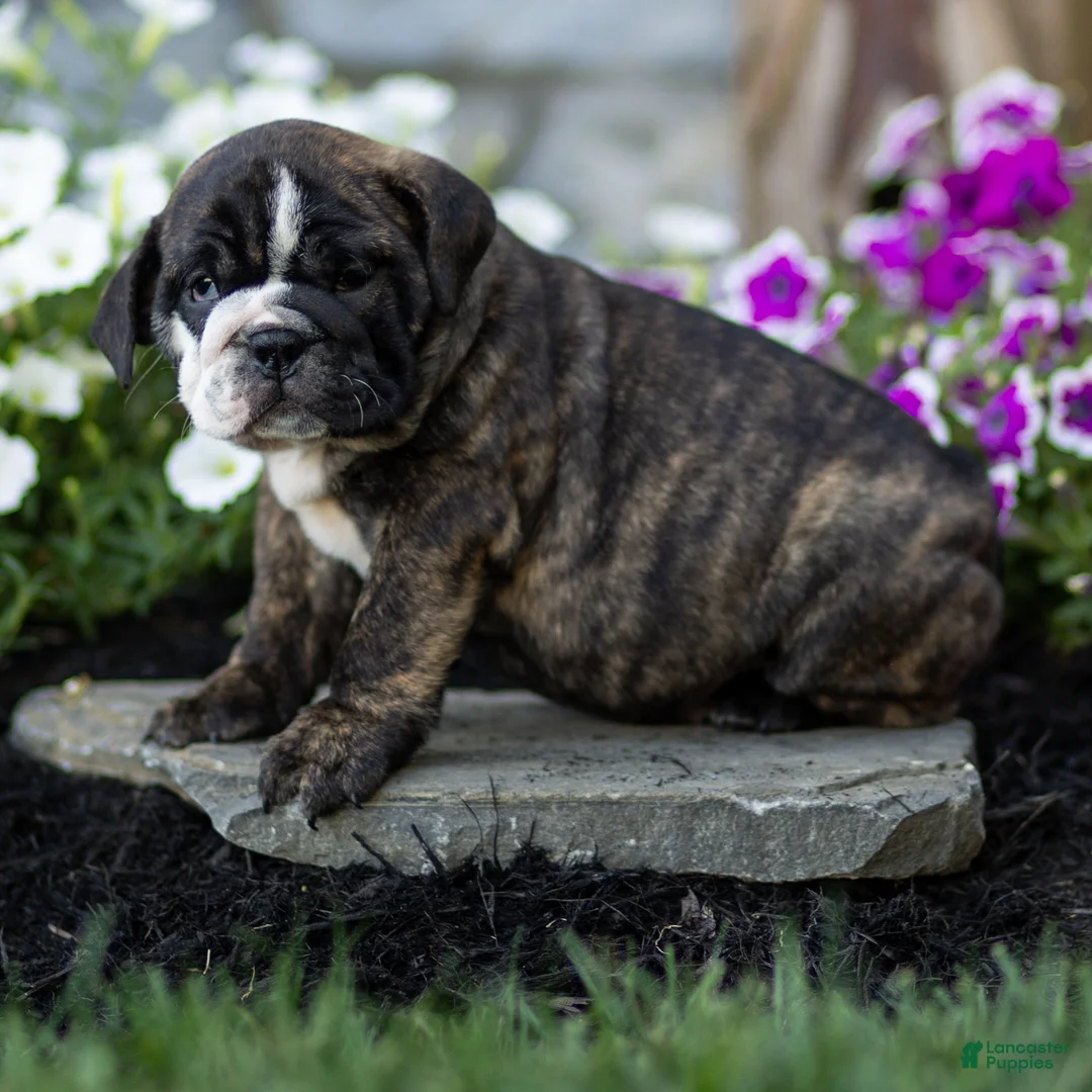 English Bulldog dogs for sale: Mable English Bulldog  - Ad 2