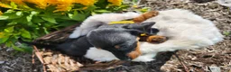 Miniature Dachshund dogs for sale: Zara - Ad 8
