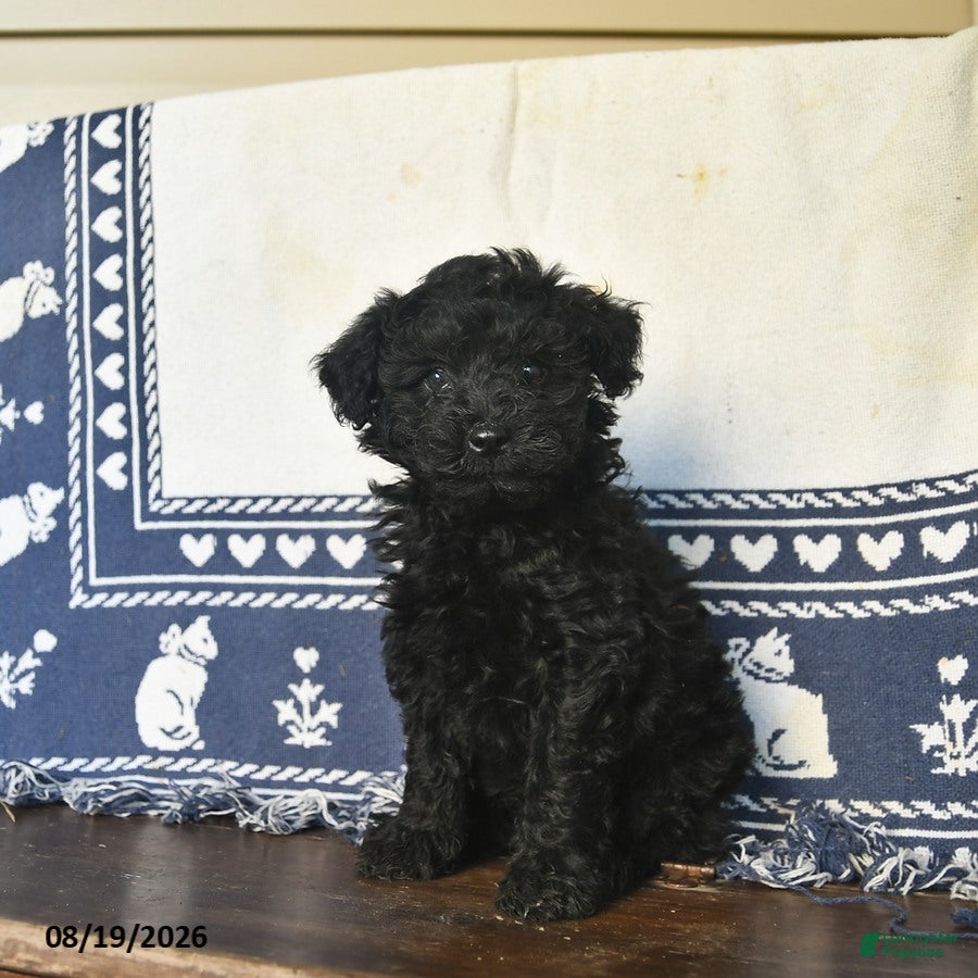 Miniature Labradoodle dogs Rip Van Winkle - Ad 2