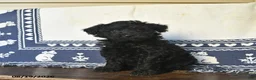 Miniature Labradoodle dogs for sale: Rip Van Winkle - Ad 2