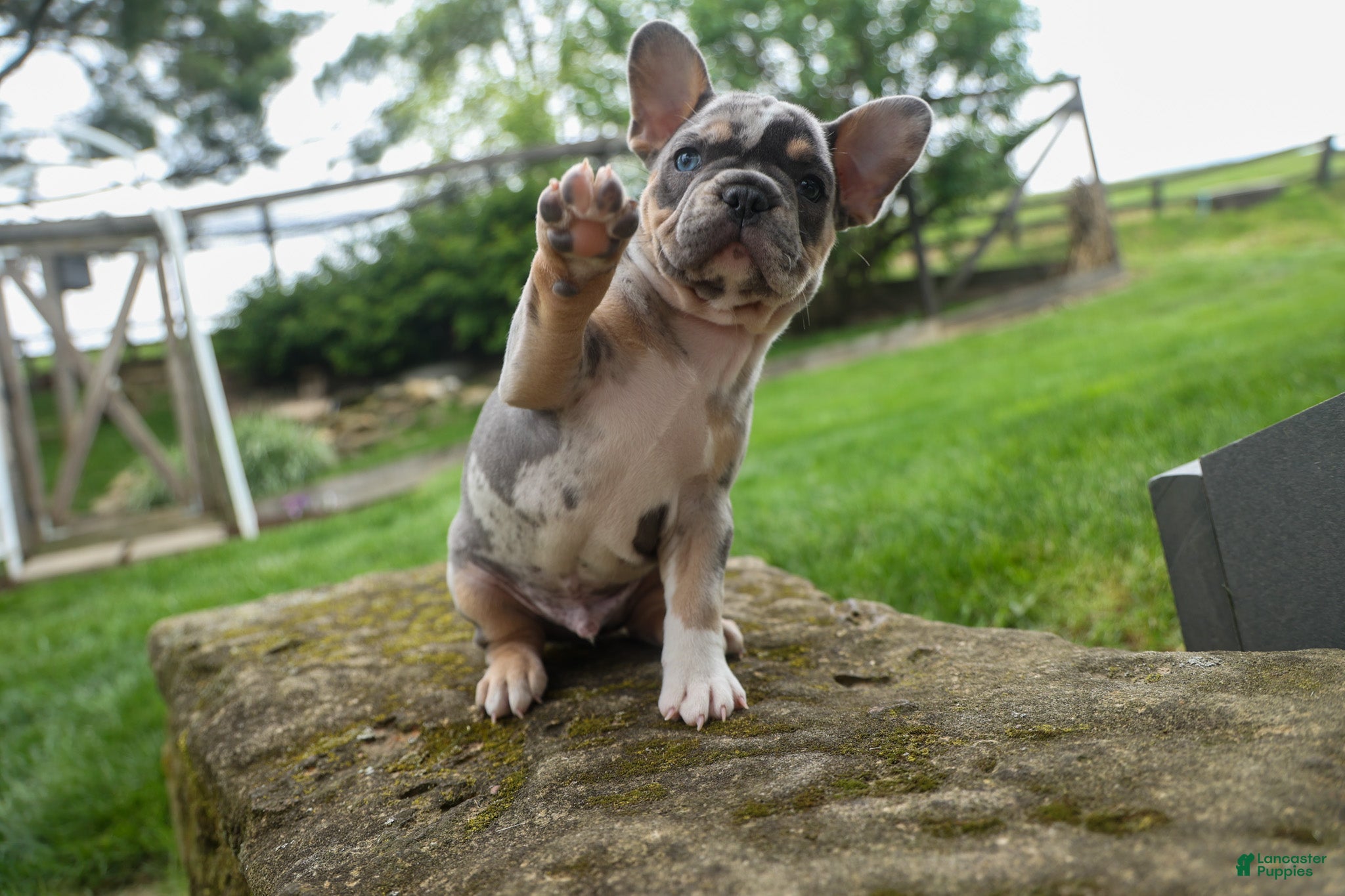 French Bulldog dogs for sale: Ace  (Blue Merle Tan) 🐶✨ - Ad 3