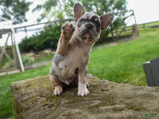 French Bulldog dogs for sale: Ace (Blue Merle Tan) 🐶✨ - Ad 3