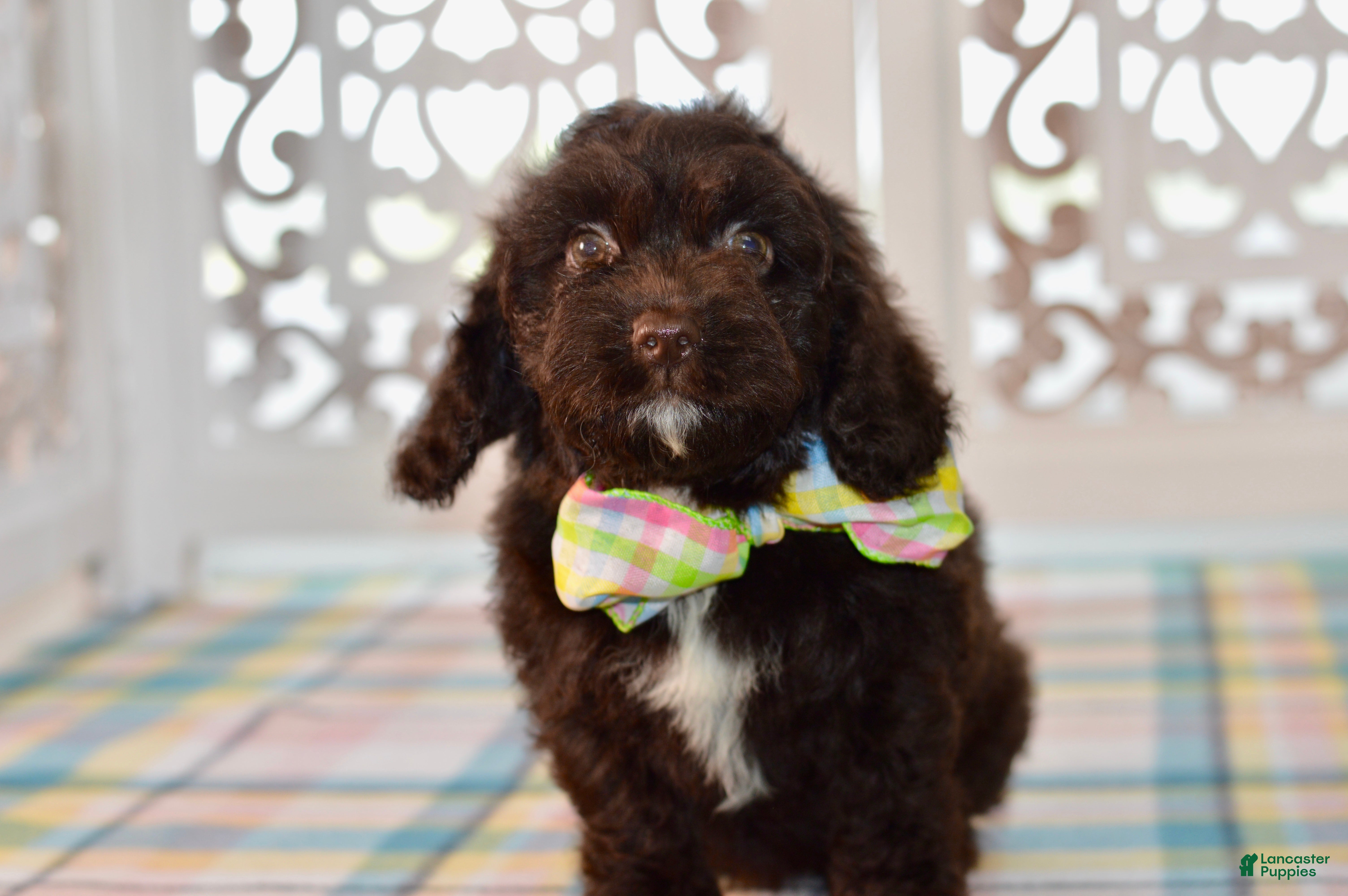Cockapoo dogs Claire - Ad 2