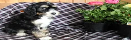Bernedoodle dogs for sale: Tulip - Ad 3