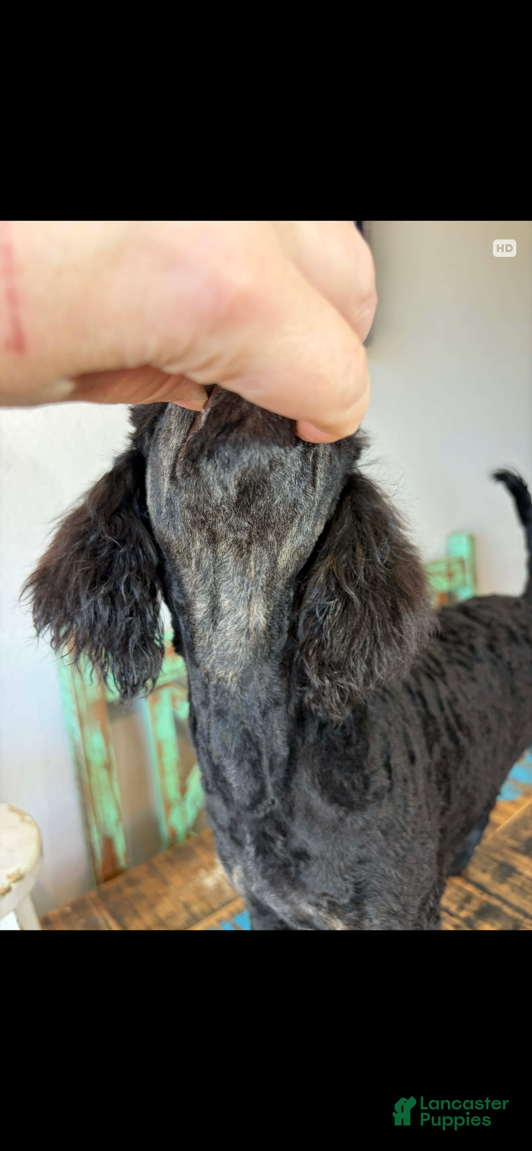 Miniature Poodle dogs for sale: Akc Clear Black Phantom Ellie - Ad 21