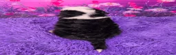 Mini Bernedoodle dogs for sale: Ziggy - Ad 4