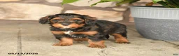 Double Doodle dogs for sale: Snickers - Ad 4