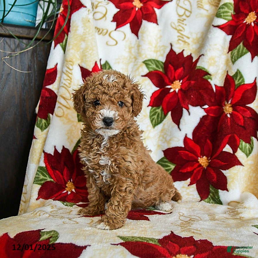 Miniature Poodle dogs Prancer - Ad 32