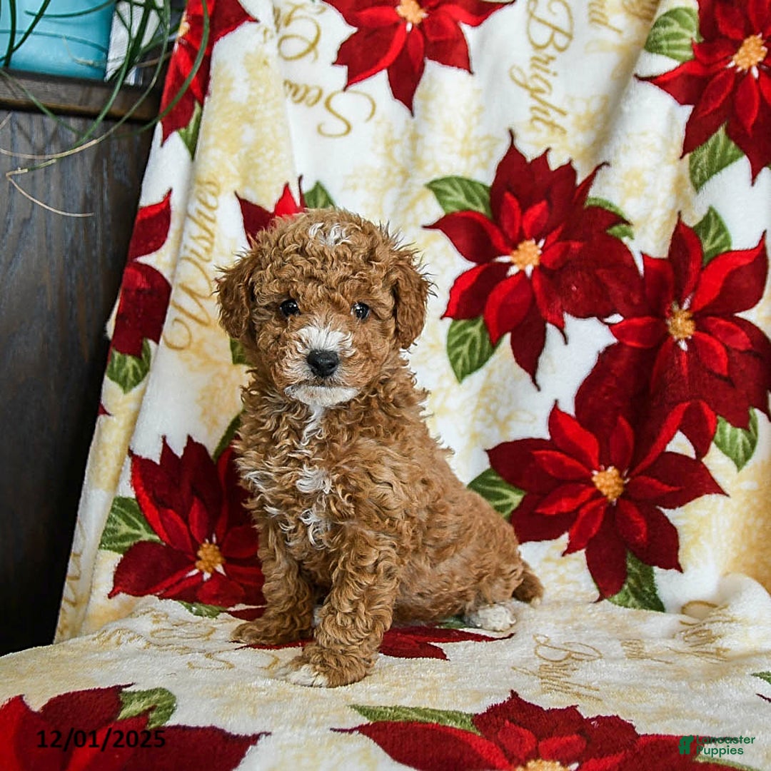 Miniature Poodle dogs for sale: Prancer - Ad 1