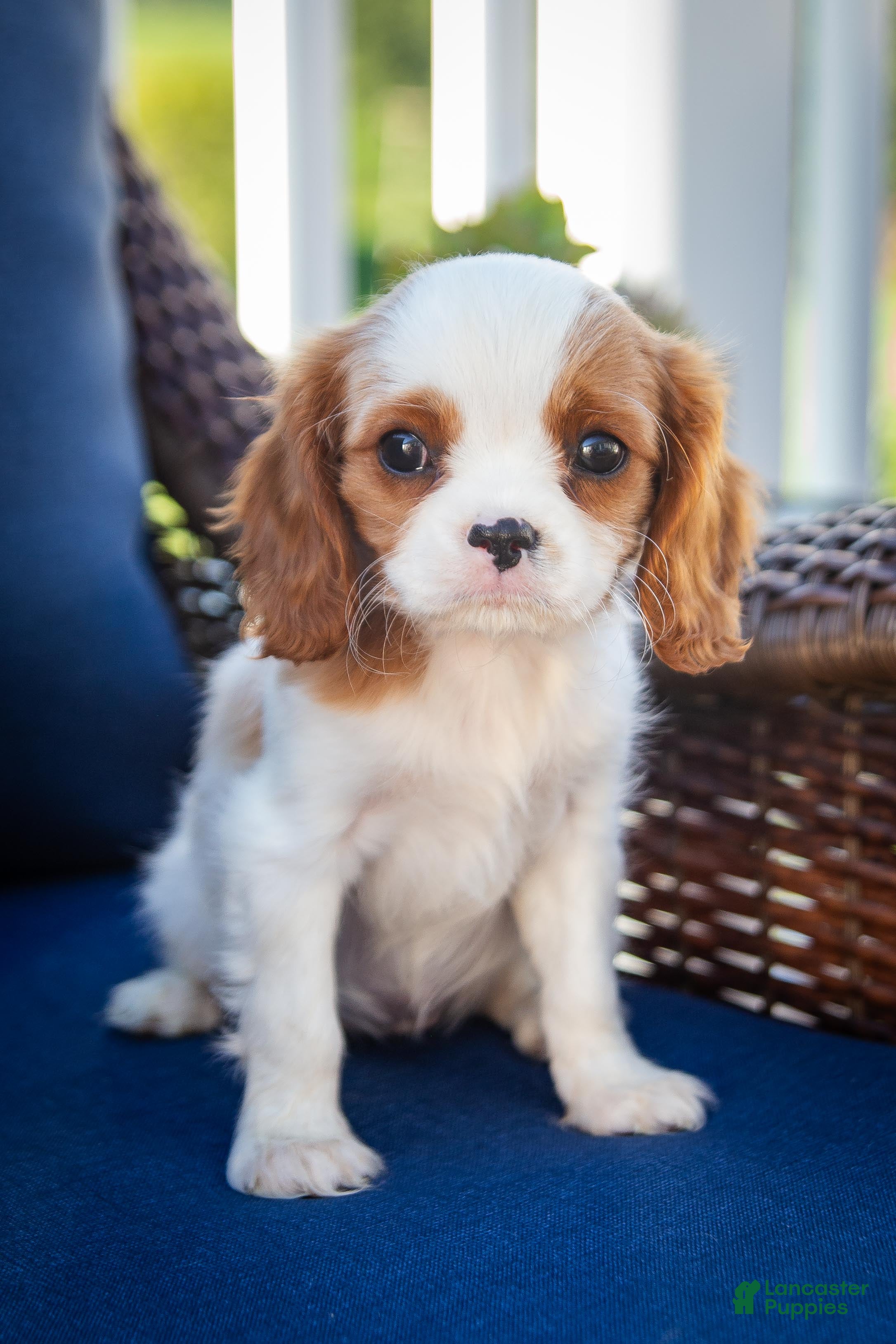 Cavalier King Charles Spaniel dogs Duke - Ad 1
