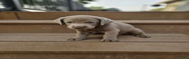 Labrador Retriever 4
