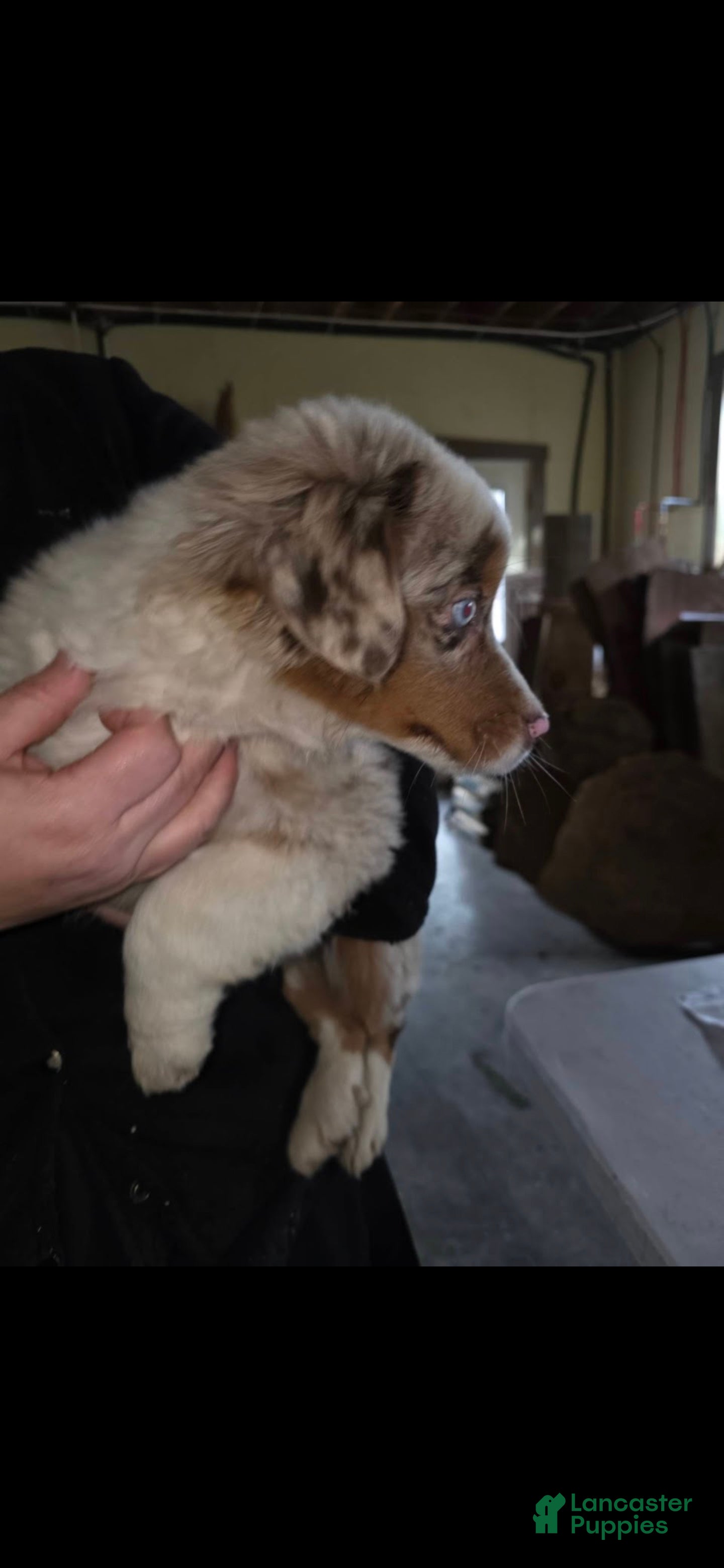 Miniature Australian Shepherd dogs 🎀 Marshmallow - Ad 3