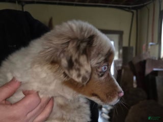 Miniature Australian Shepherd dogs 🎀 Marshmallow - Ad 4