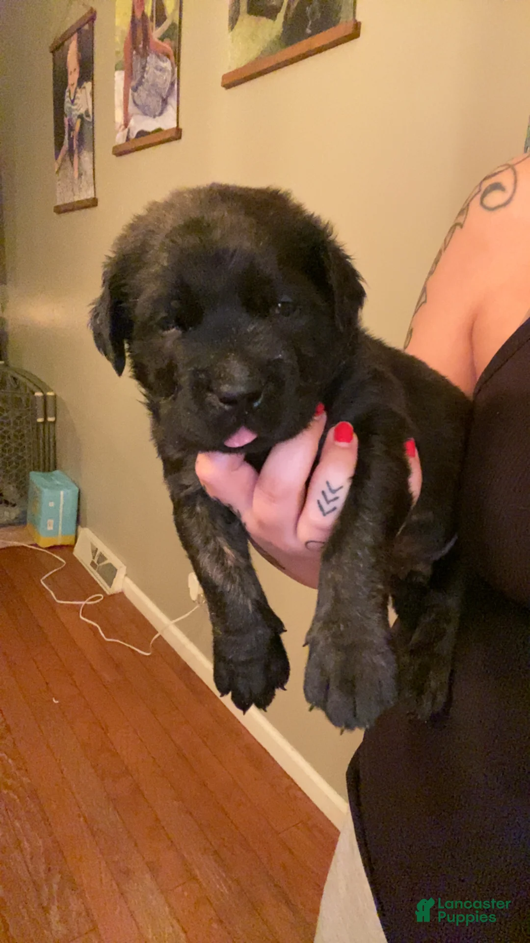 English Mastiff dogs for sale: English Mastiff Puppy 1 - Ad 1