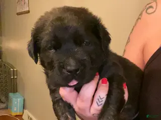 English Mastiff dogs English Mastiff Puppy 1 - Ad 20