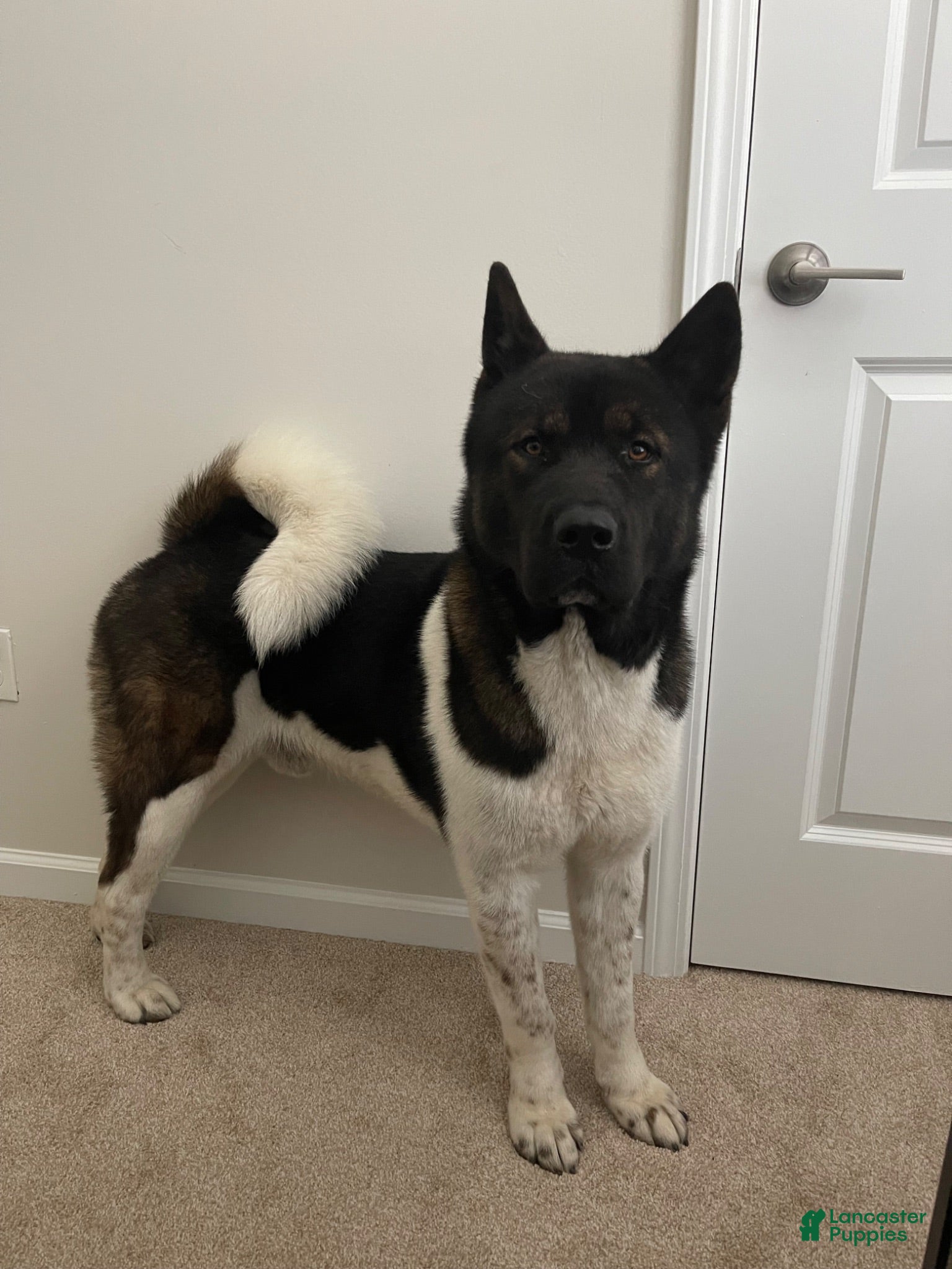 Akita dogs Akita 1 - Ad 1