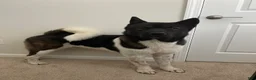 Akita dogs for sale: Akita 1 - Ad 1