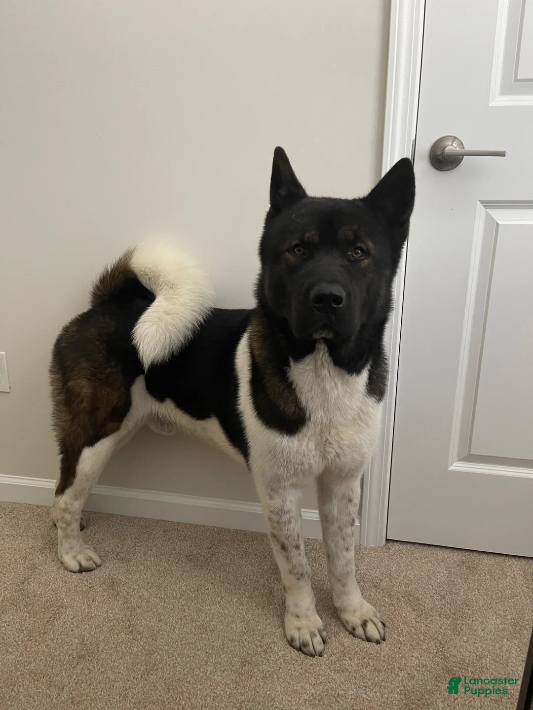 Akita dogs for sale: Akita 1 - Ad 1