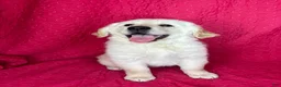 Golden Retriever dogs for sale: Greta - Ad 3