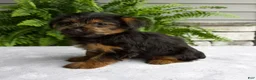 Yorkshire Terrier dogs for sale: Carla - Ad 4