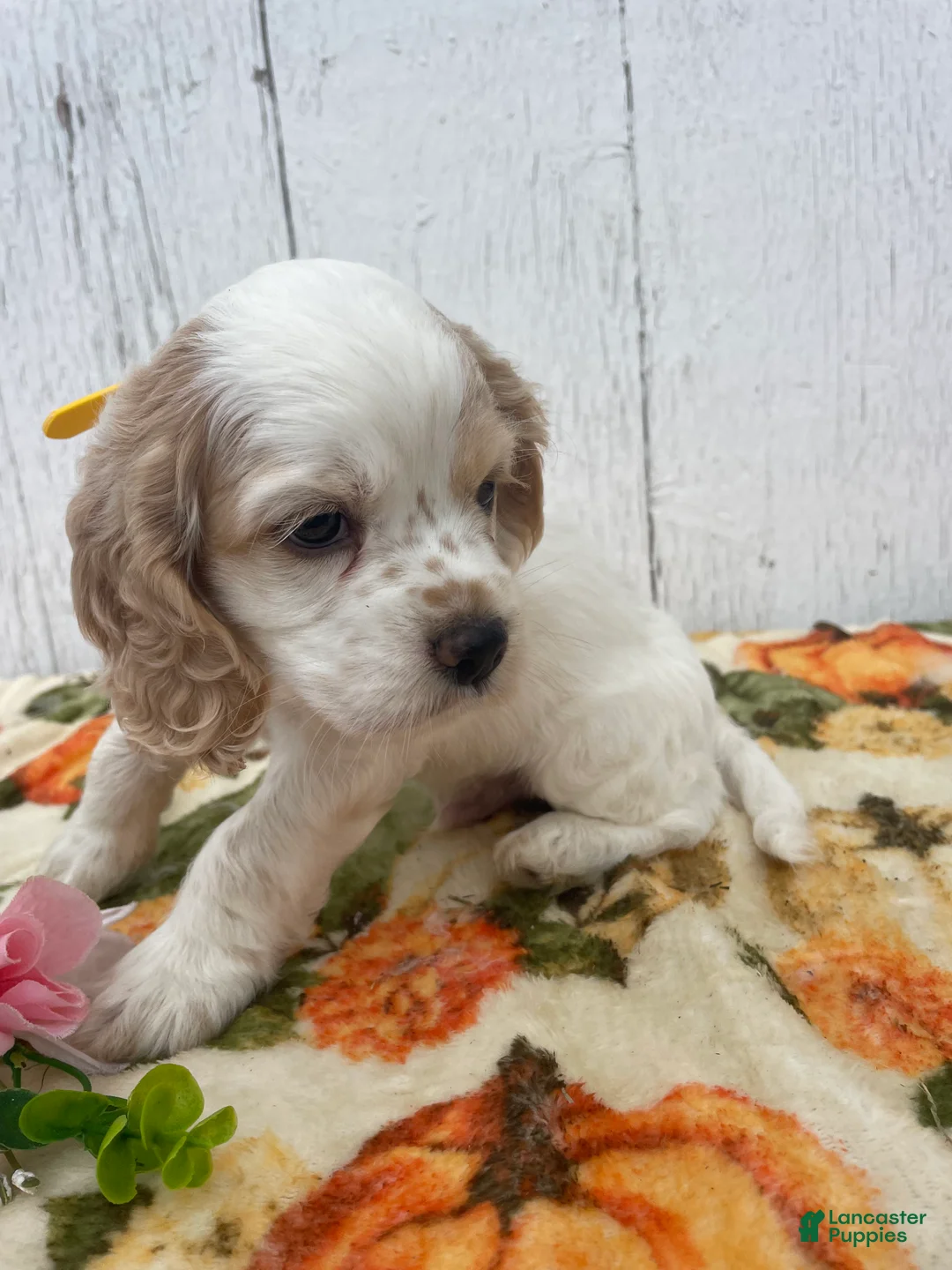 Cocker Spaniel dogs for sale: Checkers - Ad 2