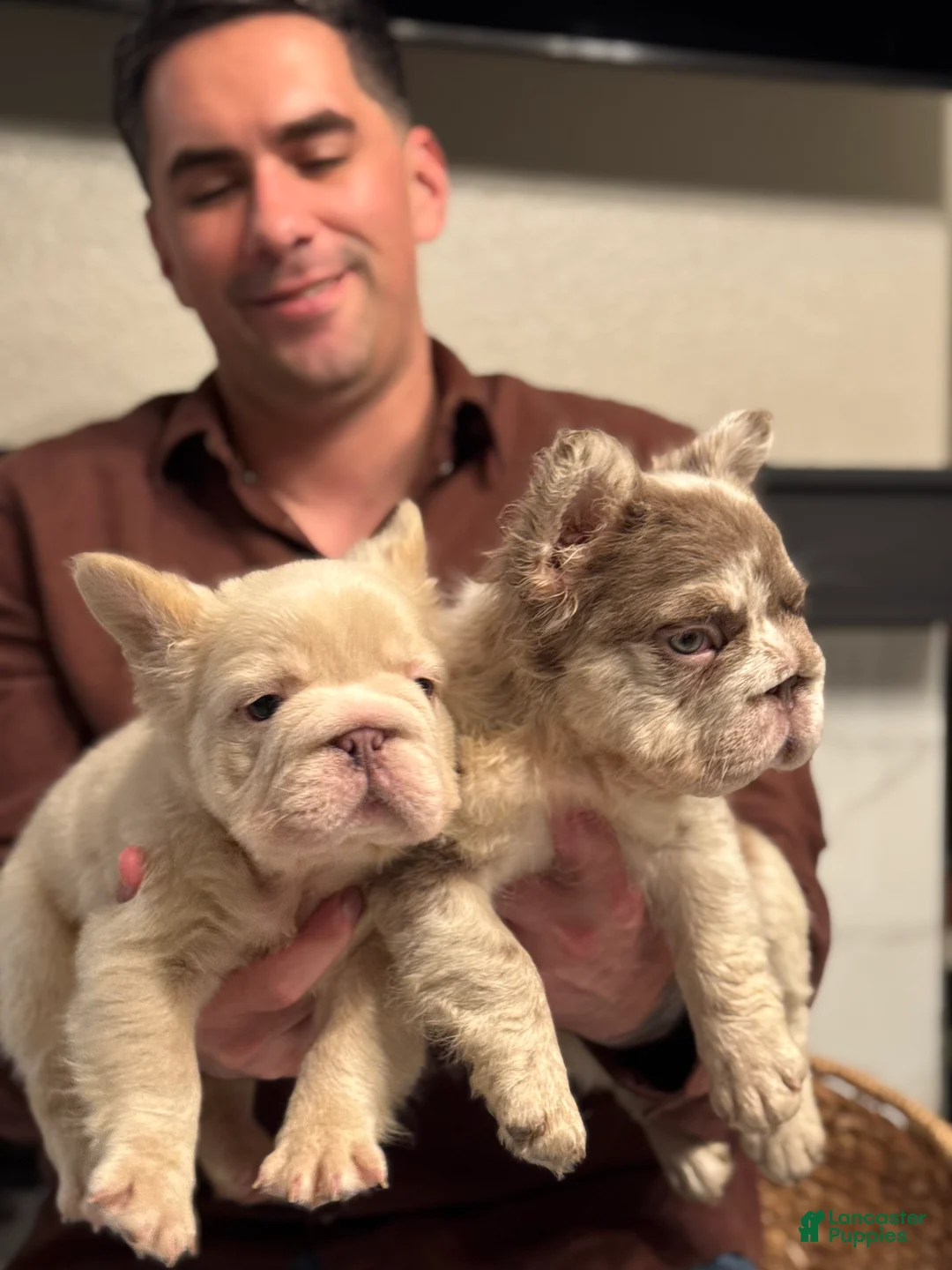 French Bulldog dogs for sale: Chanel - Ad 9