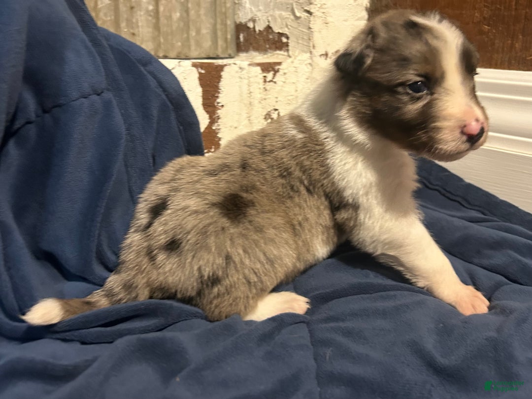 Australian Shepherd dogs for sale: Ruth - Ad 27
