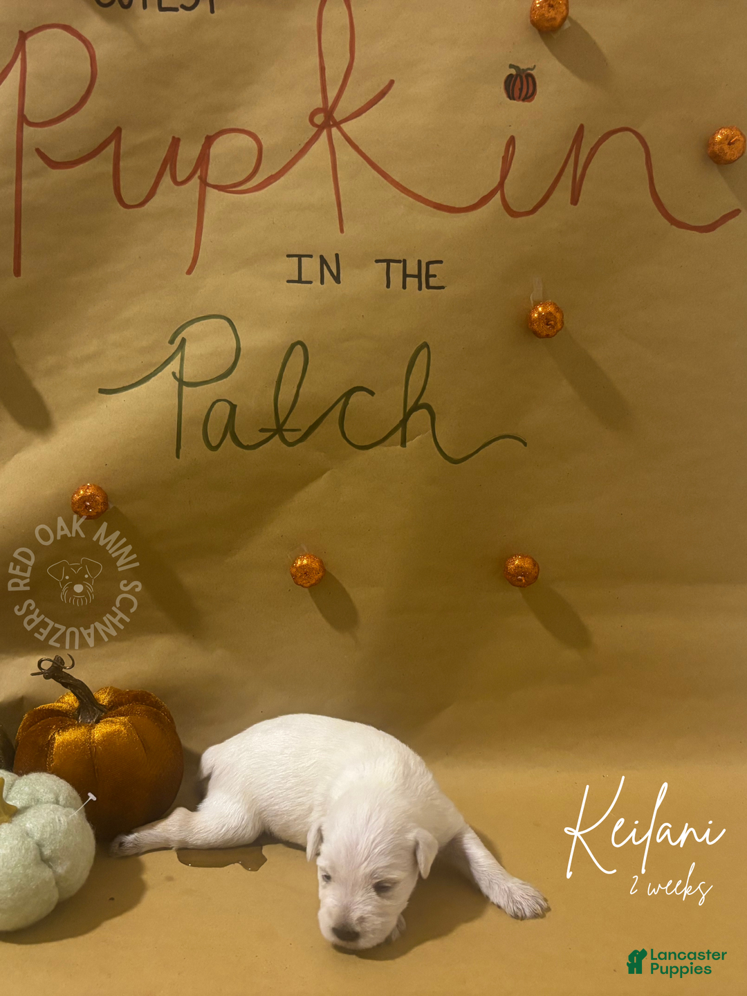 Miniature Schnauzer dogs for sale: Miniature Schnauzer Puppy 5 - Ad 2