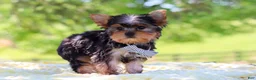Yorkshire Terrier dogs for sale: Bolt - Ad 9