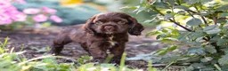 Cocker Spaniel dogs for sale: Harlow - Ad 6