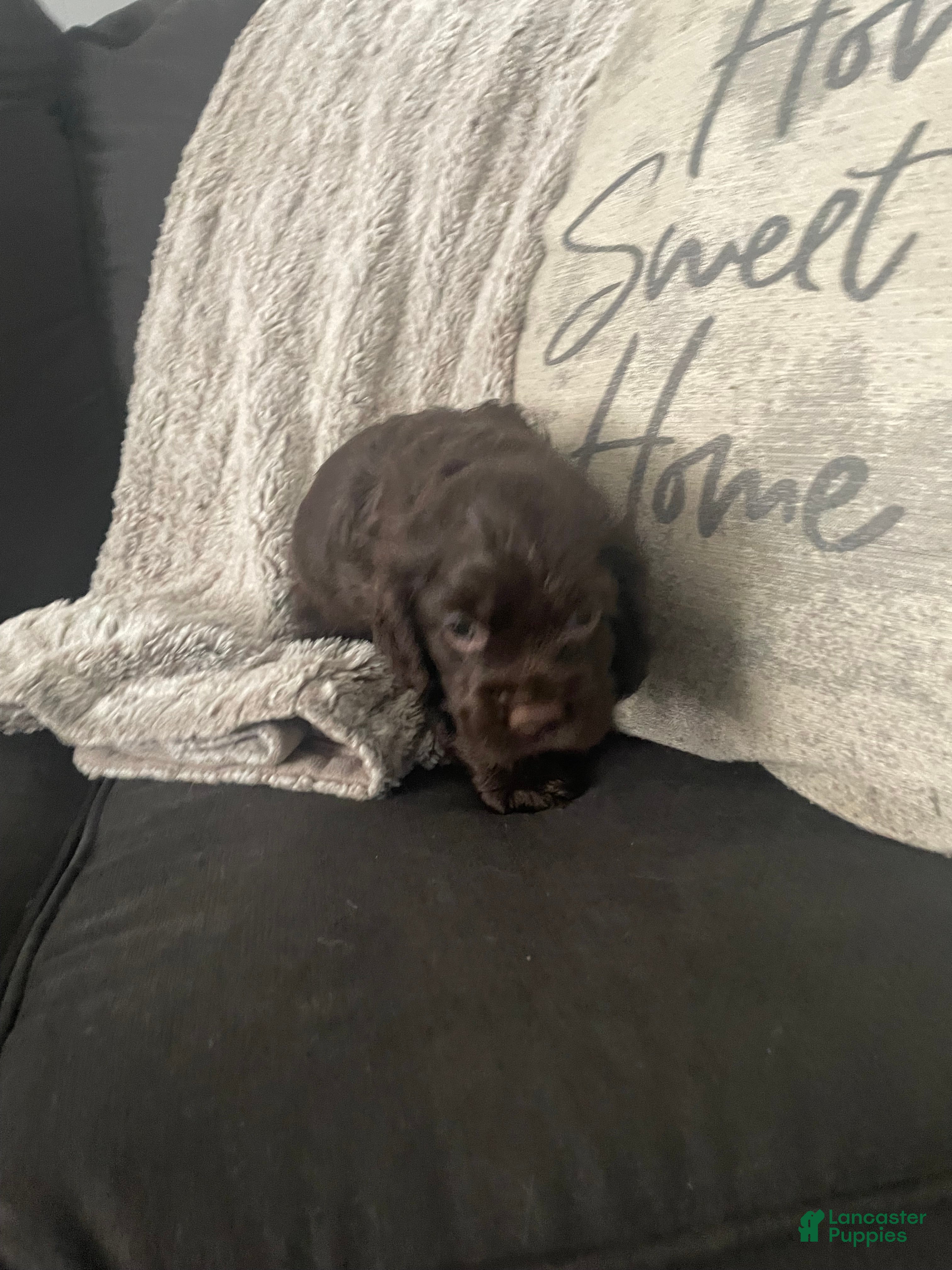 Cocker Spaniel dogs Cocker Spaniel 2 - Ad 31