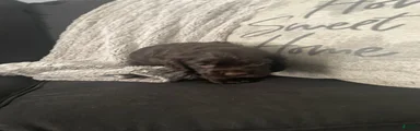 Cocker Spaniel 2
