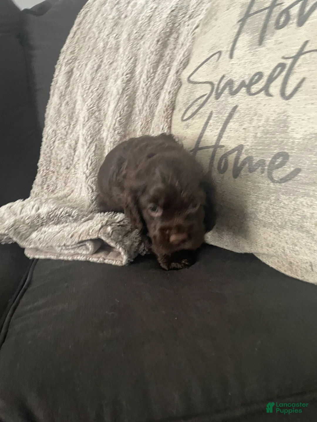 Cocker Spaniel dogs for sale: Cocker Spaniel 2 - Ad 1