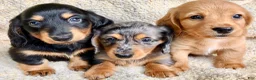 Miniature Dachshund dogs for sale: CHEESE CHEESE AND MORE CHEESE - Ad 16