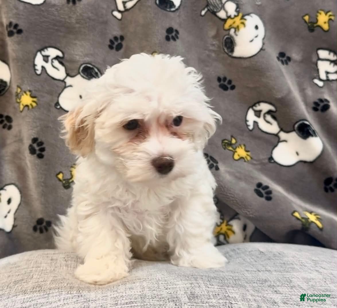 Maltipoo dogs Molly - Ad 19