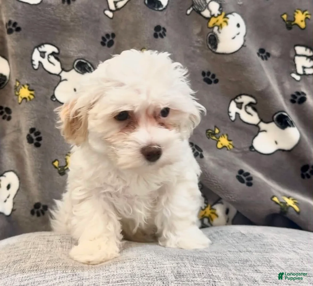 Maltipoo dogs for sale: Molly - Ad 1