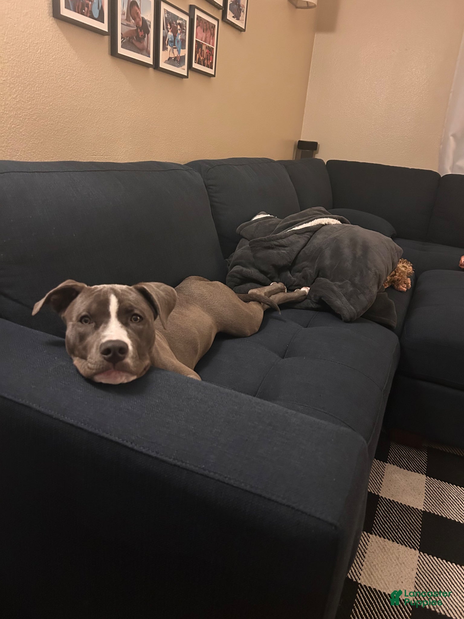 American Staffordshire Terrier dogs American Staffordshire Terrier Puppy 1 - Ad 2