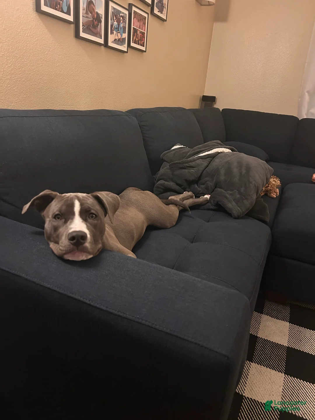 American Staffordshire Terrier dogs for sale: American Staffordshire Terrier Puppy 1 - Ad 1