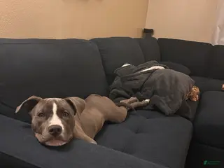 American Staffordshire Terrier dogs American Staffordshire Terrier Puppy 1 - Ad 2