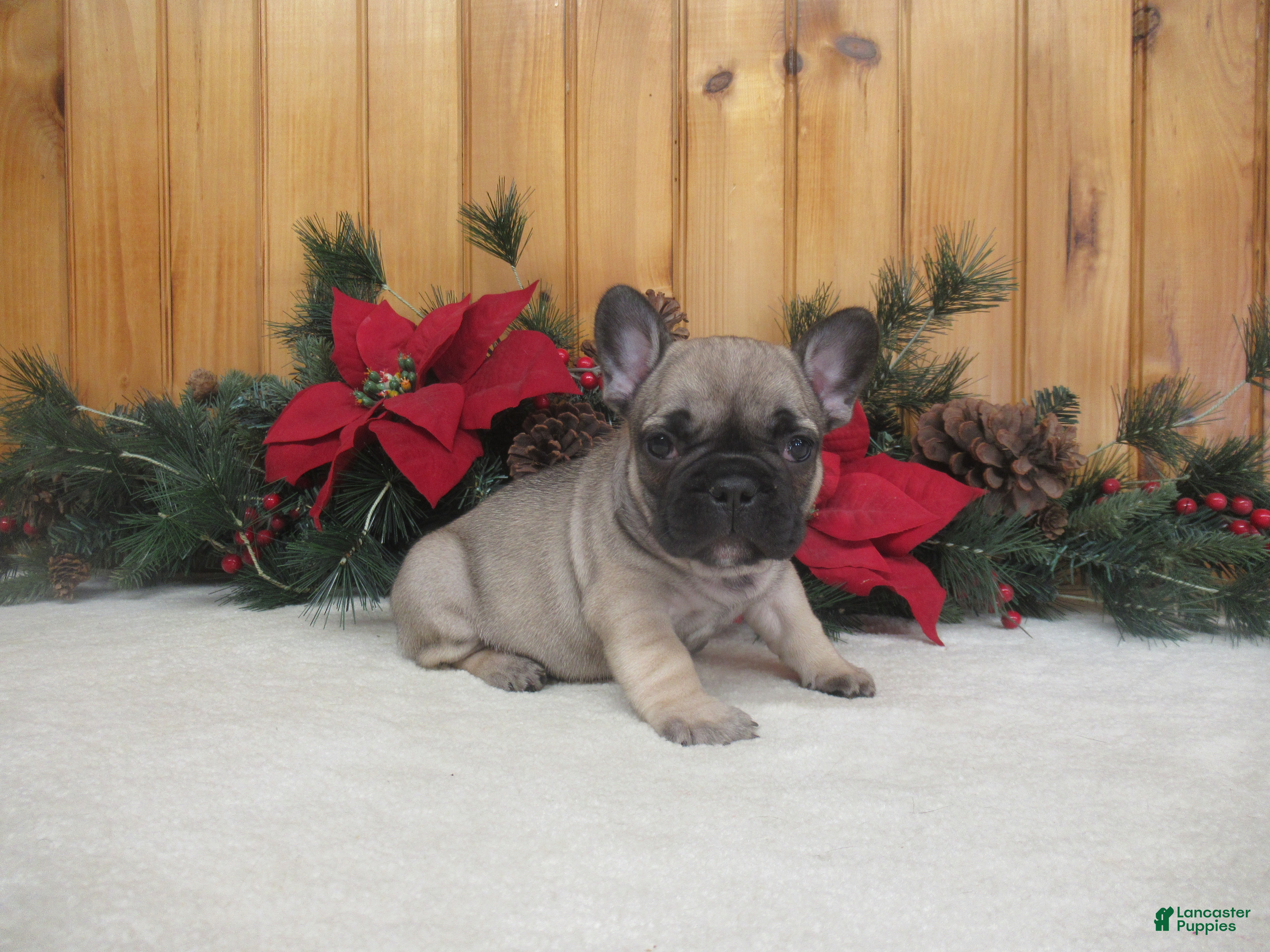 French Bulldog dogs AKC Dancer - Ad 16