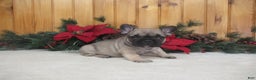 French Bulldog dogs for sale: AKC Dancer - Ad 1