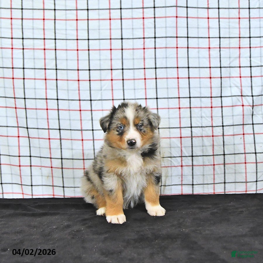 Australian Shepherd dogs Preston - Ad 2