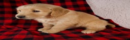 Golden Retriever dogs for sale: Tigger - Ad 7