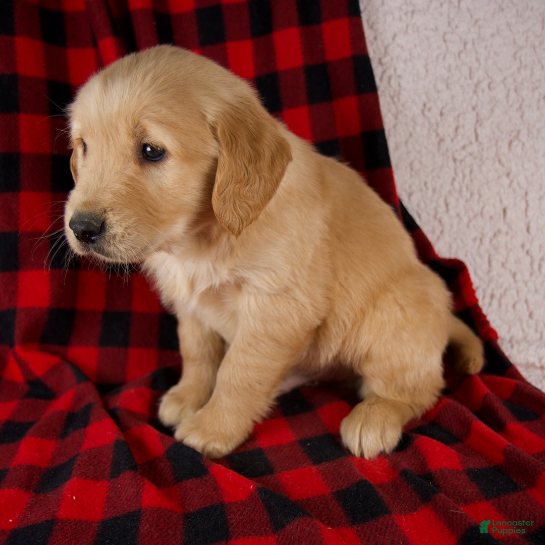 Golden Retriever dogs for sale: Tigger - Ad 7