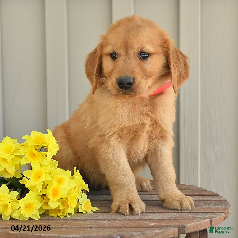 Golden Retriever dogs Daisy - Ad 2