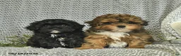 Shihpoo dogs for sale: Cody  - Ad 5