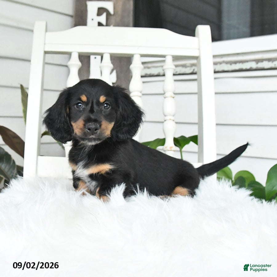 Dachshund dogs Shadow - Ad 1