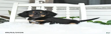 Shadow
