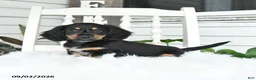 Dachshund dogs for sale: Shadow - Ad 1