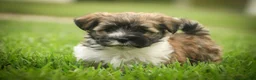 Havanese dogs for sale: Rookie Havanese  - Ad 10